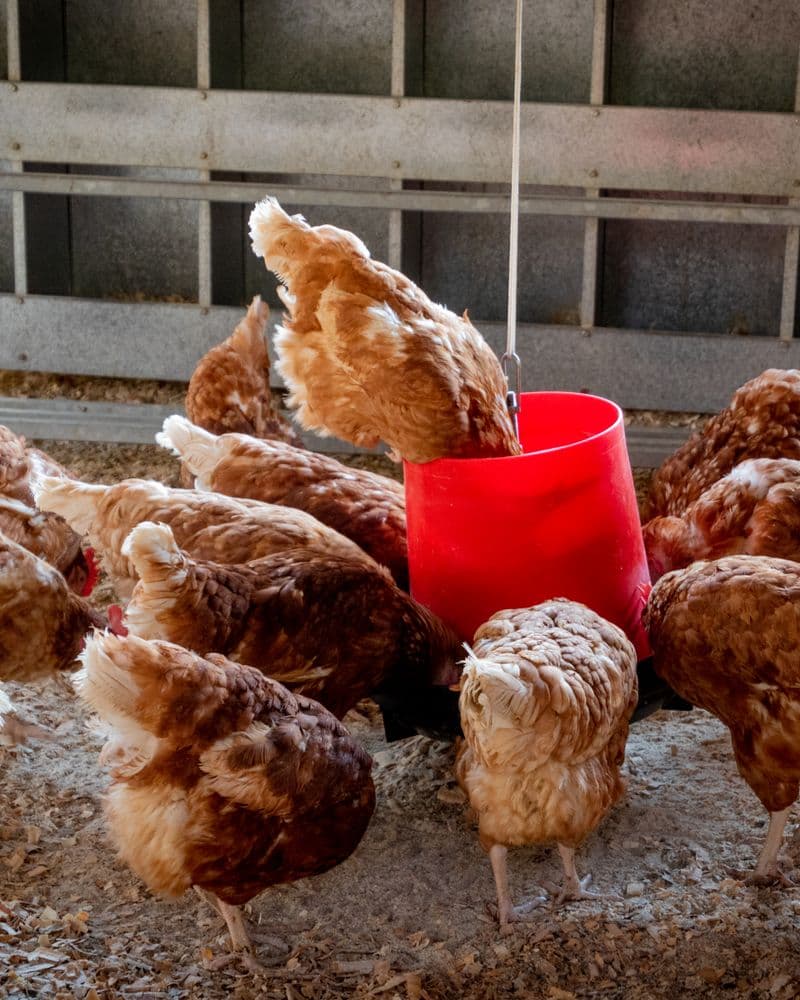 Brown Sonali chickens feeding inside a shed at ZeroD Farms