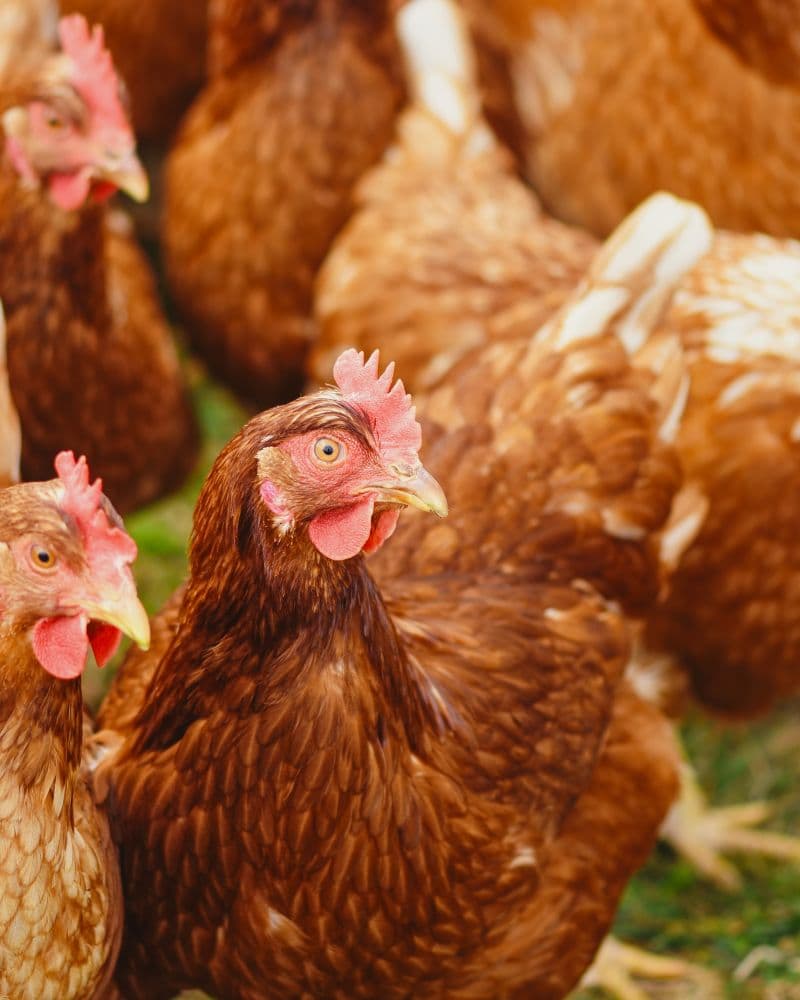 Close-up of healthy poultry birds in natural light