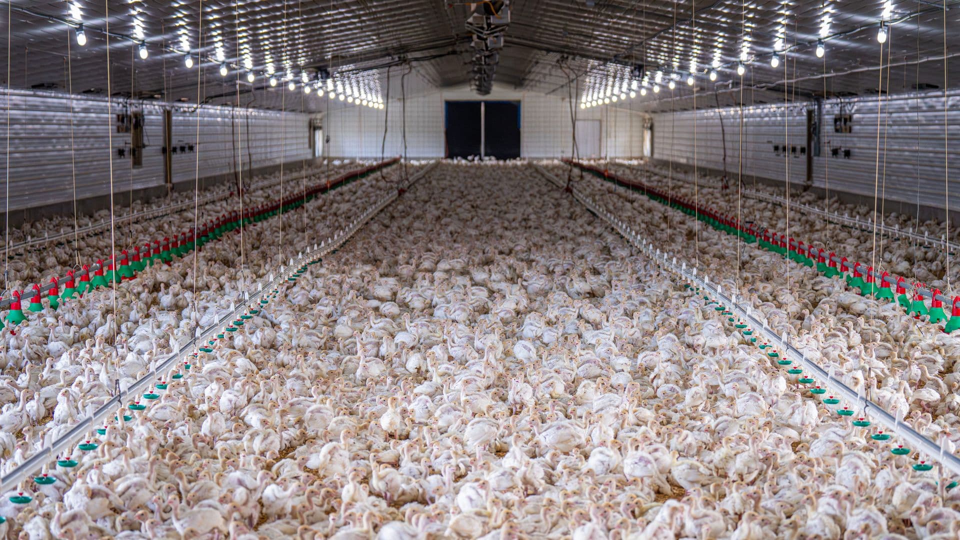 Interior of a modern poultry farm shed with feeding systems